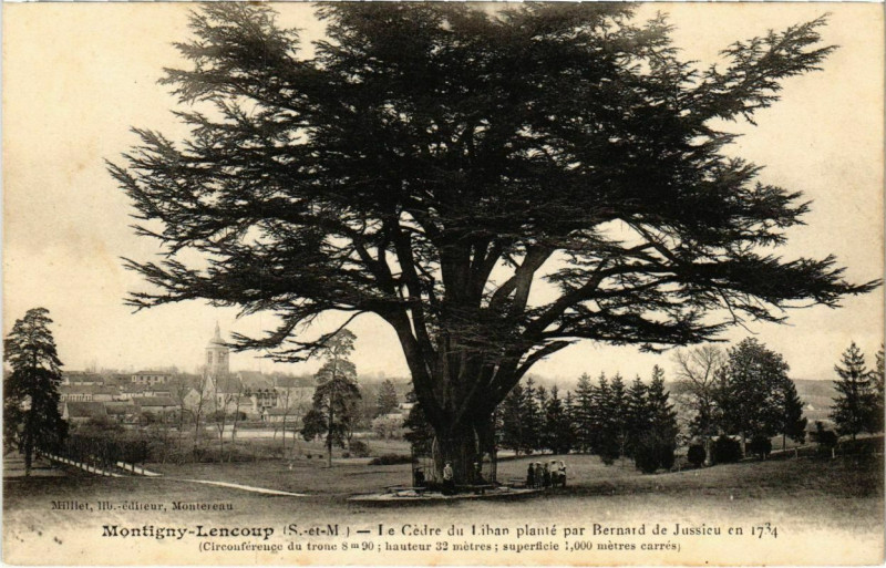 Carte postale ancienne Montigny-Lencoup - Cedre du Liban Plante par Bernard de Jussieu  à Montigny-Lencoup
