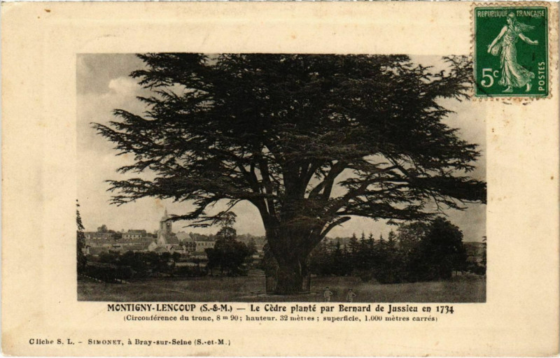 Carte postale ancienne Montigny-Lencoup - Le Cedre Plante par Bernard de Jussieu en 1734  à Montigny-Lencoup