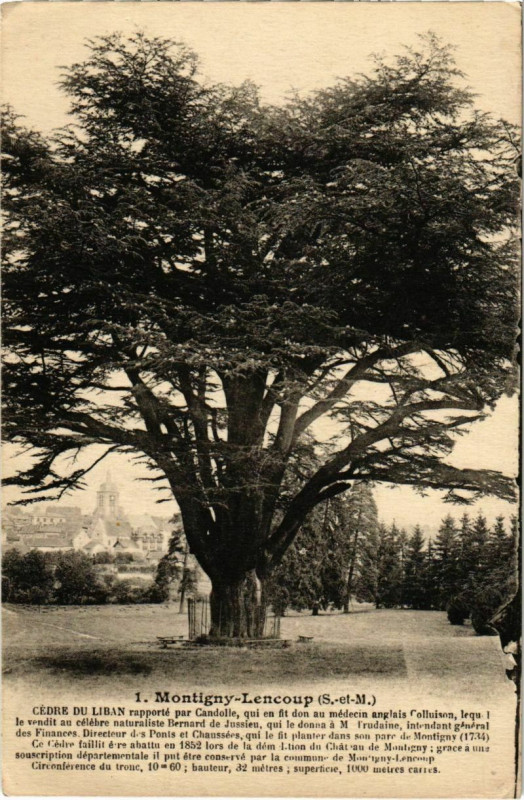 Carte postale ancienne Montigny-Lencoup - Cedre du Liban  à Montigny-Lencoup