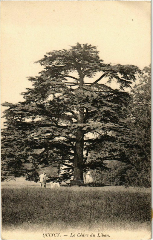 Carte postale ancienne Quincy - Le Cedre du Liban 