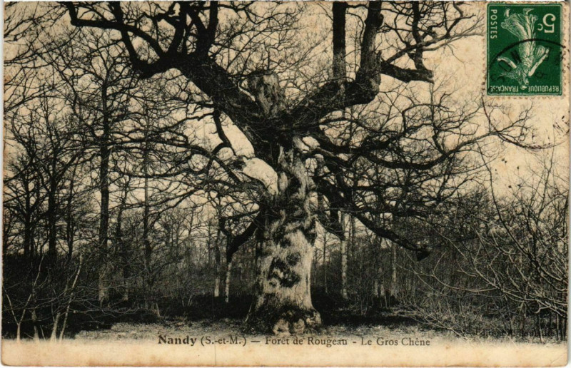 Carte postale ancienne Nandy - Foret de Rougeau - Le Gros Chene  à Nandy