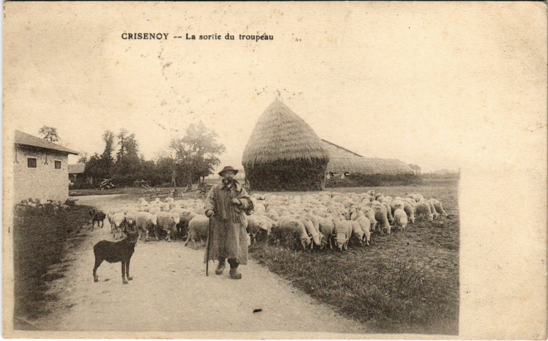 Carte postale ancienne Crisenoy La sortie du troupeau à Crisenoy