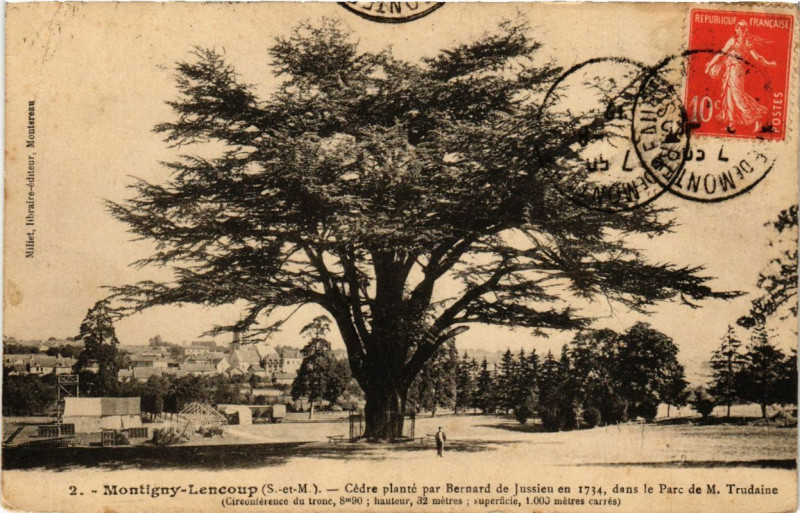 Carte postale ancienne Montigny-Lencoup - Cedre plante par Bernard de Jussieu... à Montigny-Lencoup