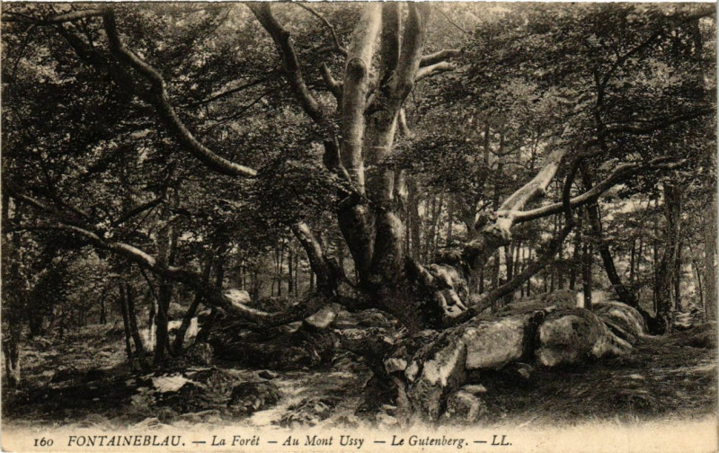 Carte postale ancienne Fontainebleau - La Foret - Au Mont Ussy - Le Gutenberg à Fontainebleau