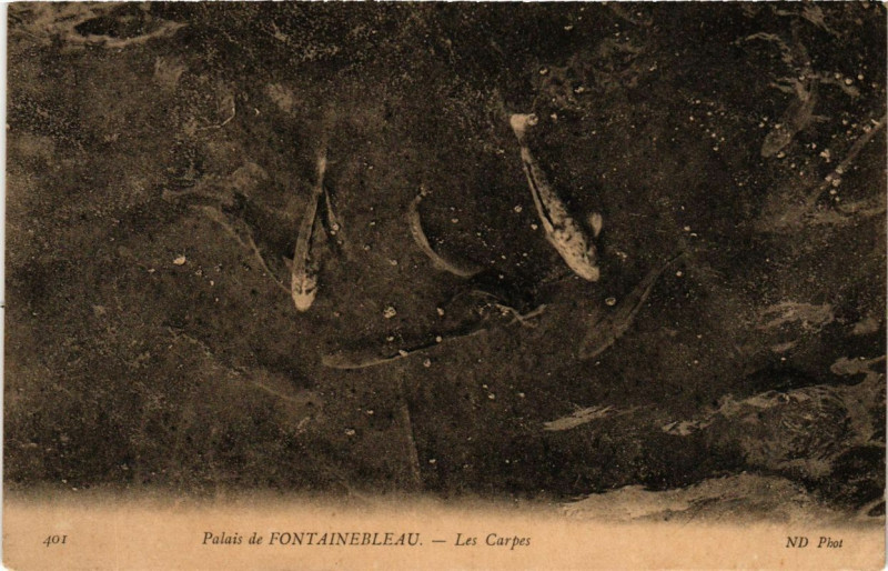 Carte postale ancienne Palais de Fontainebleau - Les Carpes à Fontainebleau