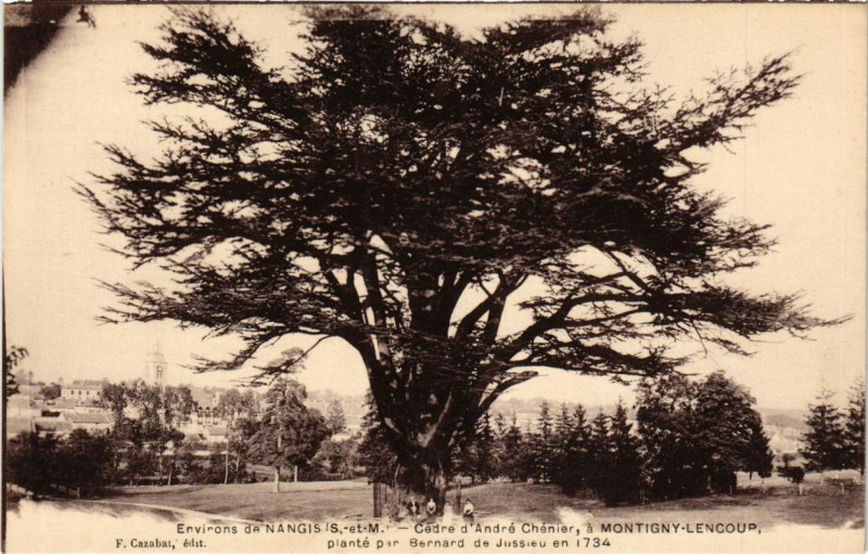 Carte postale ancienne Env. de Nangis - Cedre d'Andre Chenier a Montigny à Nangis