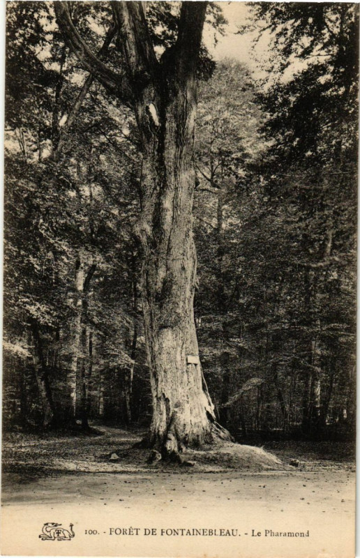 Carte postale ancienne Foret de Fontainebleau - Le Pharamond à Fontainebleau
