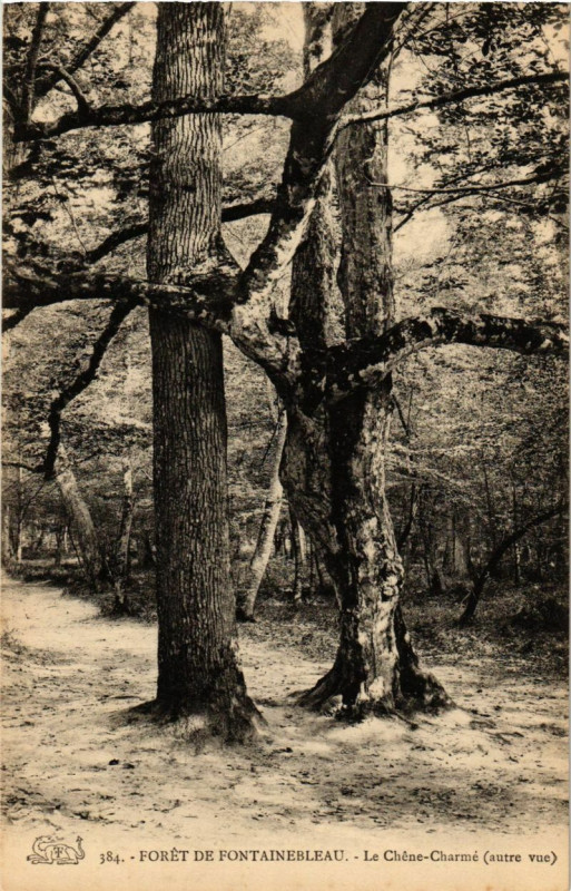 Carte postale ancienne Foret de Fontainebleau - Le Chene - Charme (autre vue) à Fontainebleau
