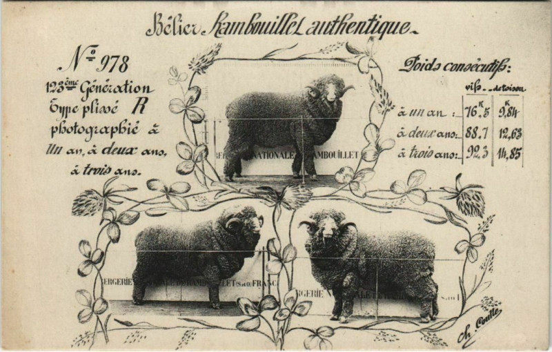 Carte postale ancienne Belier Rambouillet authentique à Rambouillet