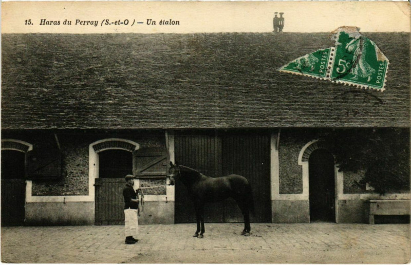 Carte postale ancienne Haras du Perray - Un etalon