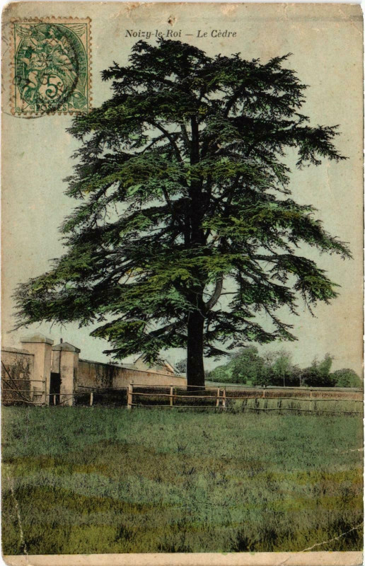 Carte postale ancienne Noizy-le-Roi - Le Cedre