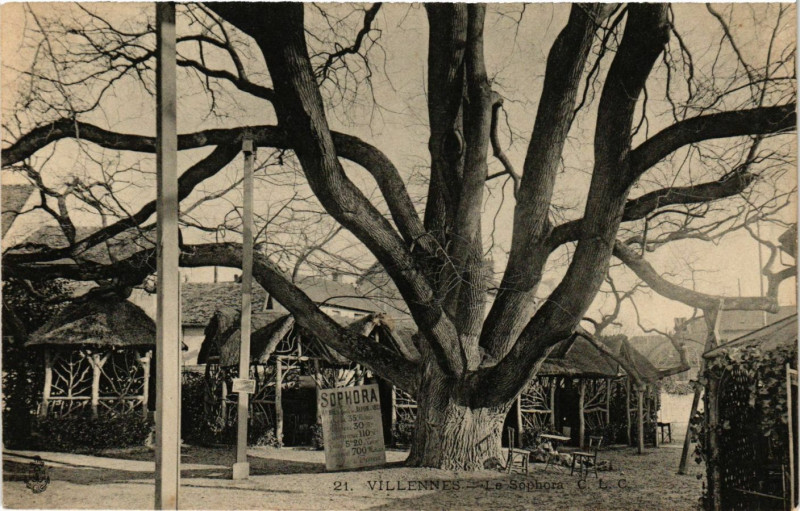 Carte postale ancienne Villennes - Le Sophora