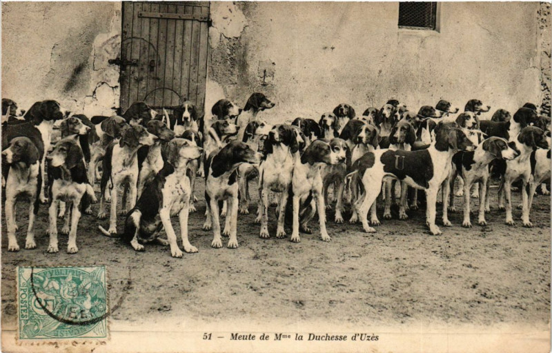 Carte postale ancienne Meute de Mme la Duchesse d'Uzes