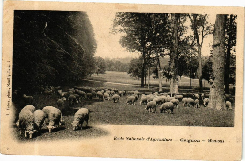 Carte postale ancienne Ecole Nationale d'Agriculture - Grignon - Moutons