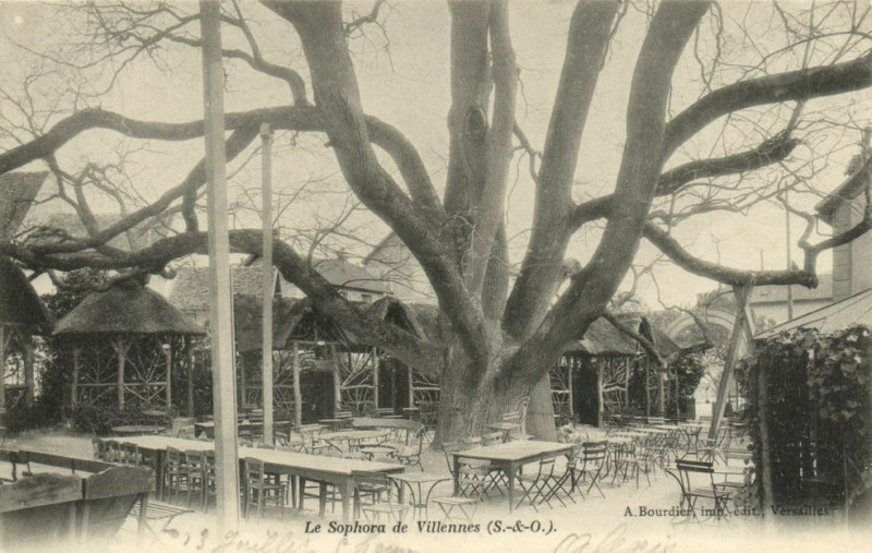 Carte postale ancienne Le Sophora de Villennes