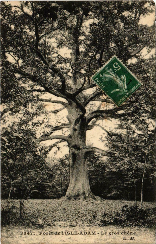 Carte postale ancienne Foret de l'Isle-Adam - Le gros chene à L'Isle-Adam
