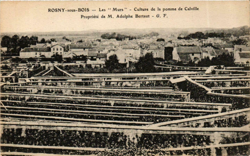 Carte postale ancienne Rosny-sous-Bois Les Murs Culture de la pmme de Calville à Rosny-sous-Bois