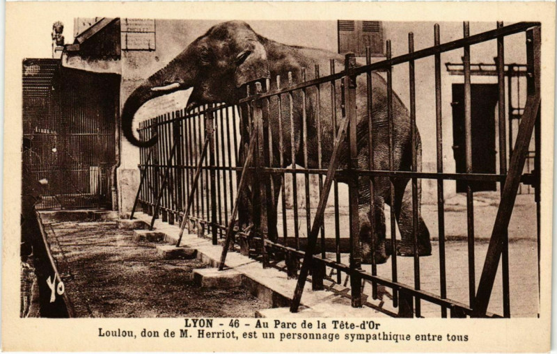 Carte postale ancienne Lyon- Parc de la Tete d'Or, Loulou France à Lyon