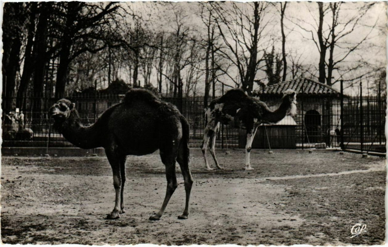 Carte postale ancienne Lyon- Parc de la Tete d'Or, Les Dromadaires France à Lyon