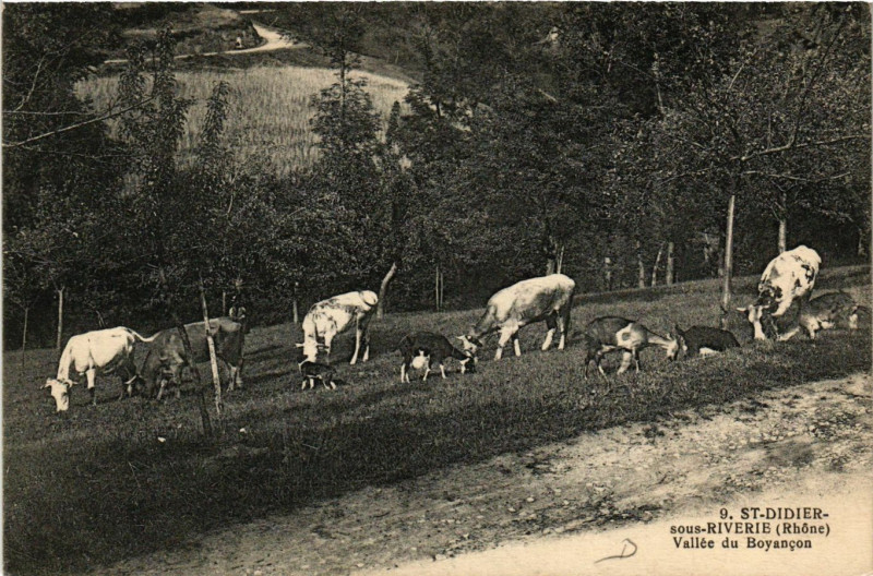 Carte postale ancienne St Didier sous Riverie - Vallée du Boyancon à Riverie