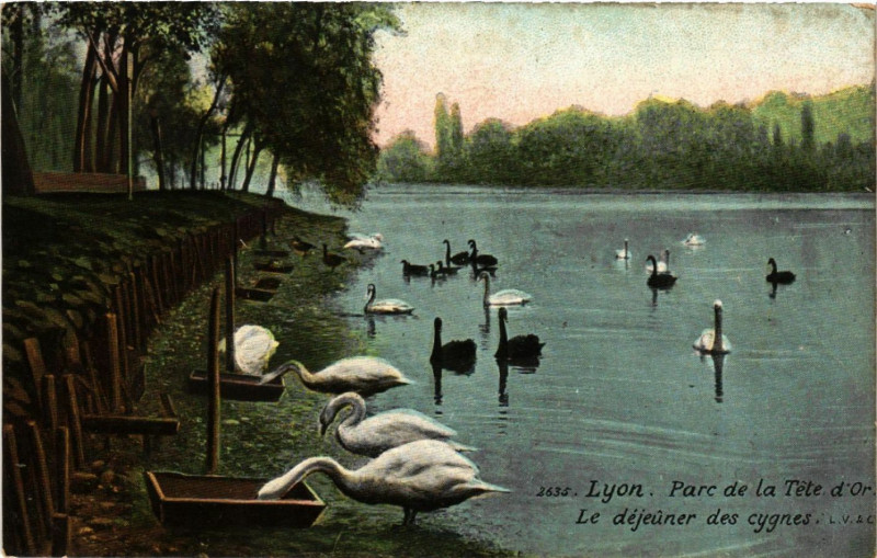 Carte postale ancienne Lyon Parc de la Tete d'Or Le dejeuner des cygnes à Lyon