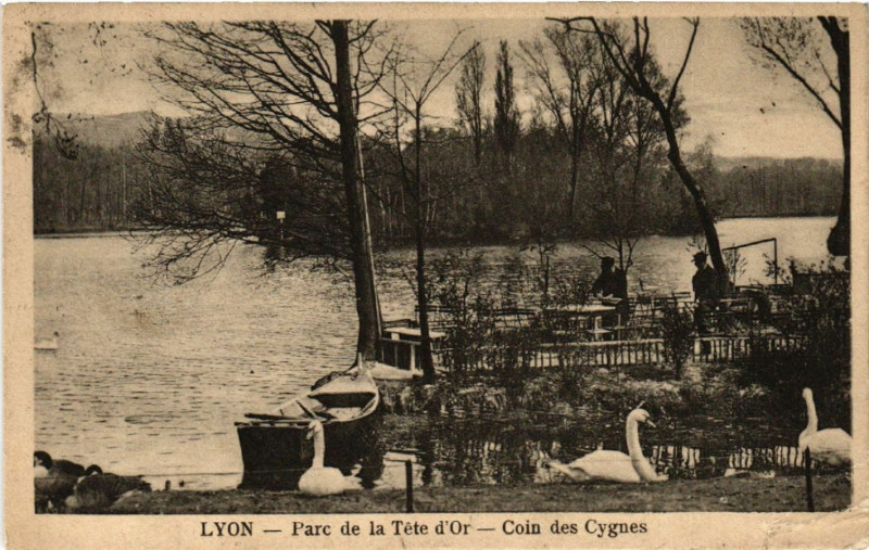 Carte postale ancienne Lyon Parc de la Tete d'Or Coin des Cygnes à Lyon