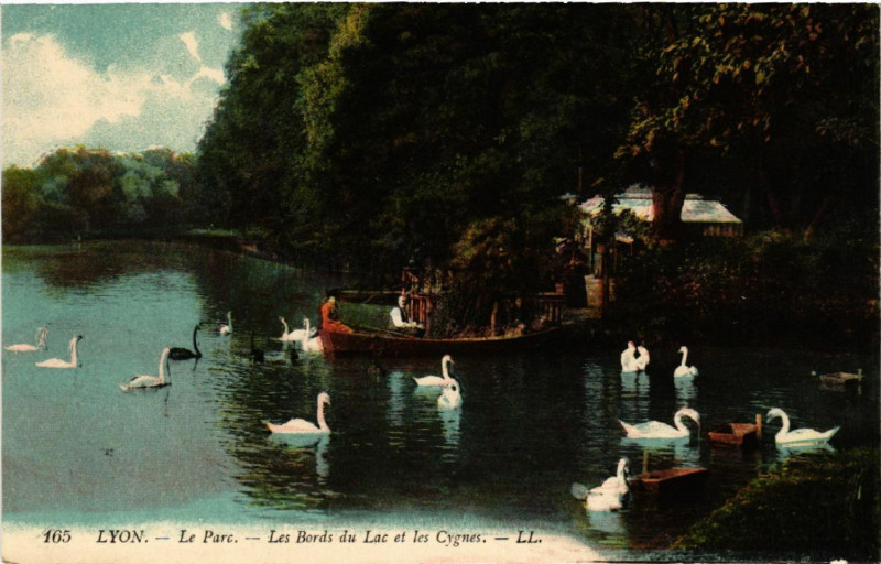 Carte postale ancienne Lyon Le Parc Les Bords du Lac et les Cygnes à Lyon