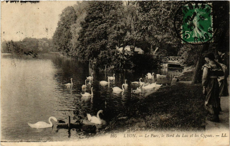 Carte postale ancienne Lyon Le Parc le Bord du Lac et les Cygnes à Lyon