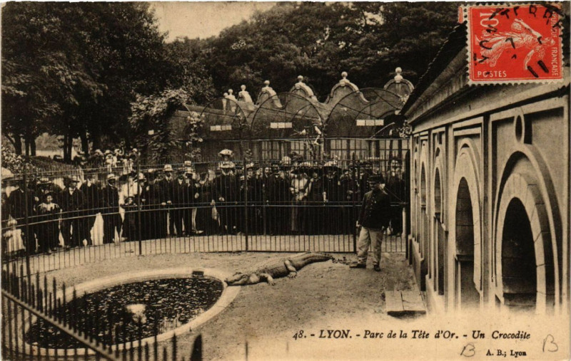 Carte postale ancienne Lyon-Parc de la Tete d'Or Un crocodile à Lyon