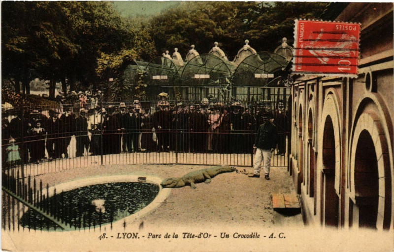 Carte postale ancienne Lyon-Parc de la Tete d'Or Un Crocodile à Lyon