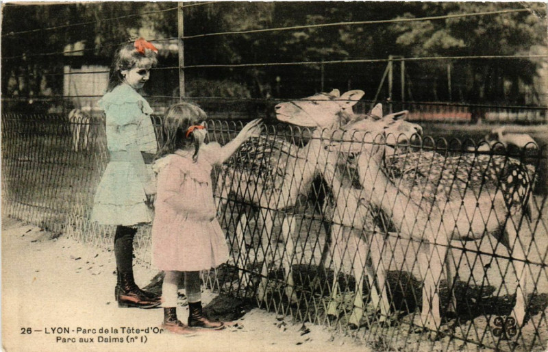Carte postale ancienne Lyon-Parc de la Tete d'Or Parc aux Daims à Lyon