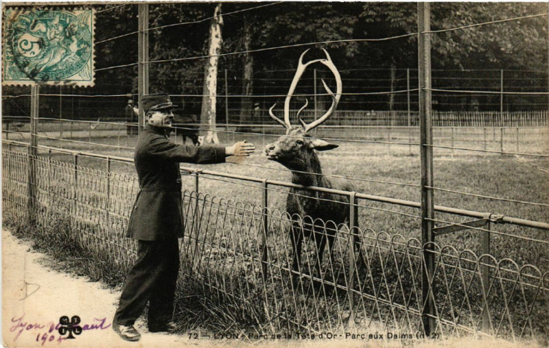 Carte postale ancienne Lyon-Parc de la Tete d'Or Parc aux Daims à Lyon