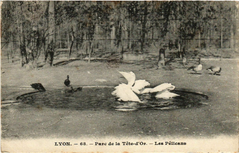 Carte postale ancienne Lyon-Parc de la Tete d'Or Les Pelicans à Lyon