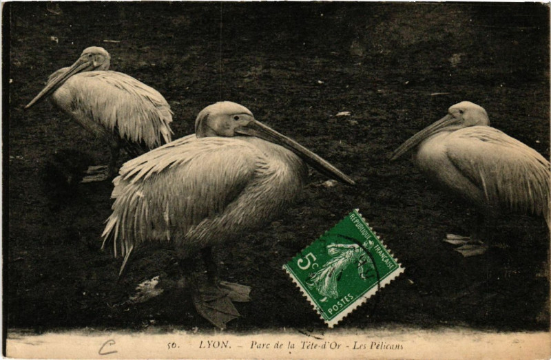 Carte postale ancienne Lyon-Parc de la Tete d'Or Les Pelicans à Lyon