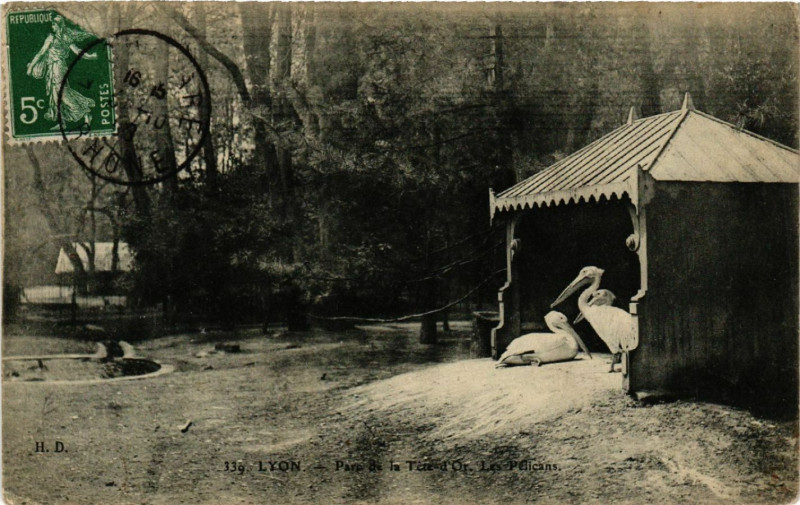 Carte postale ancienne Lyon-Parc de la Tete d'Or Les Pelicans à Lyon