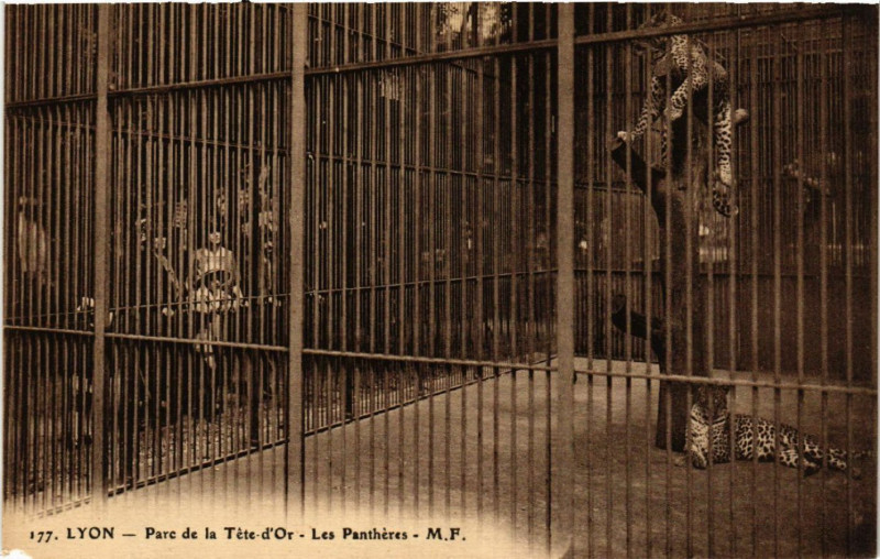 Carte postale ancienne Lyon-Parc de la Tete d'Or Les Pantheres à Lyon