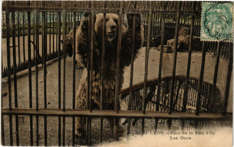 Carte postale ancienne Lyon-Parc de la Tete d'Or Les Ours à Lyon