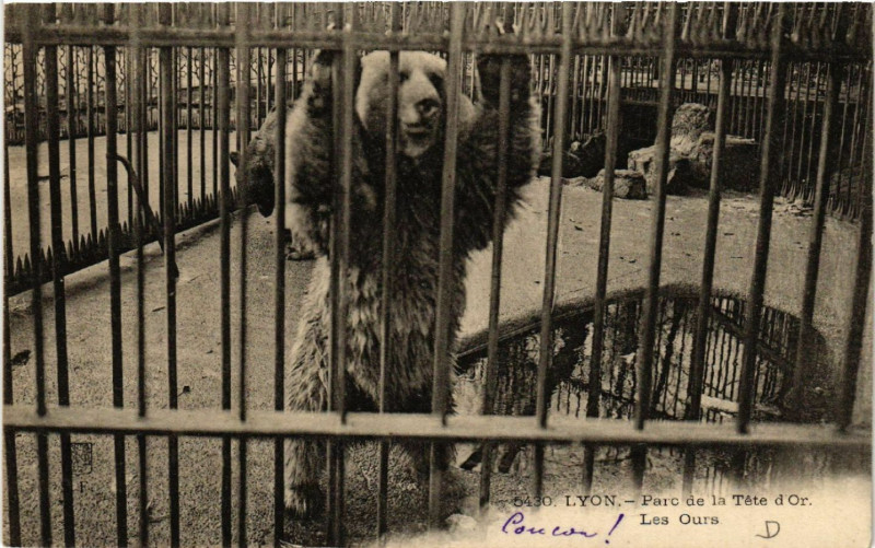 Carte postale ancienne Lyon-Parc de la Tete d'Or Les Ours à Lyon