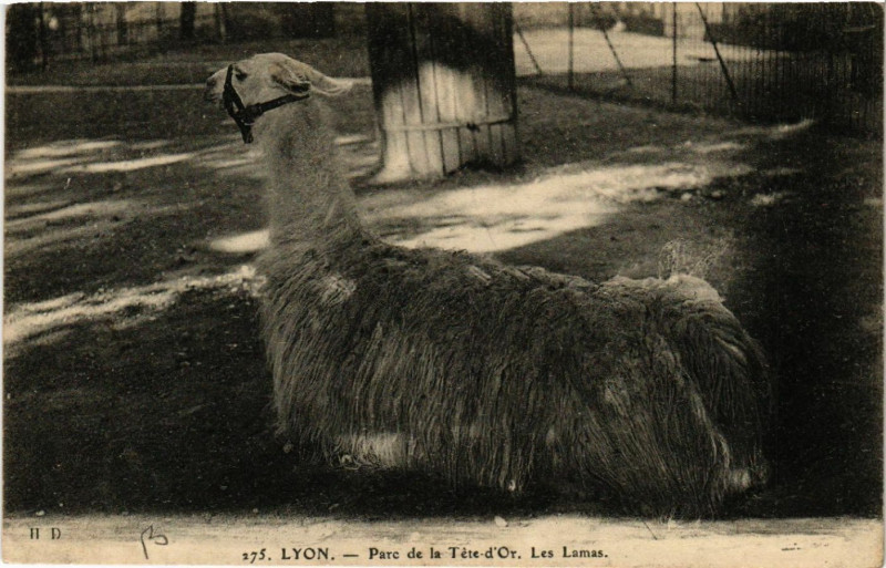 Carte postale ancienne Lyon-Parc de la Tete d'Or Les Lamas à Lyon