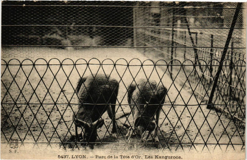 Carte postale ancienne Lyon-Parc de la Tete d'Or Les Kanguroos à Lyon