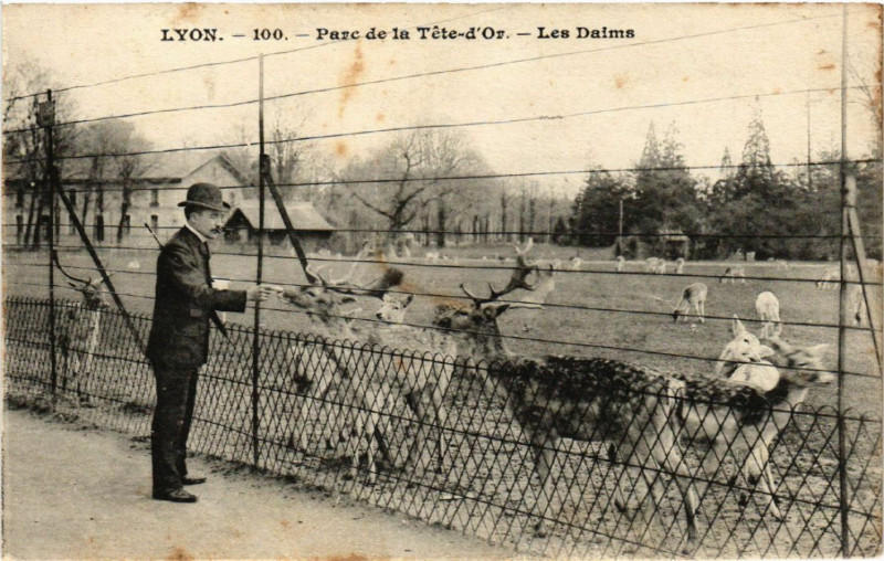 Carte postale ancienne Lyon-Parc de la Tete d'Or Les Daims à Lyon