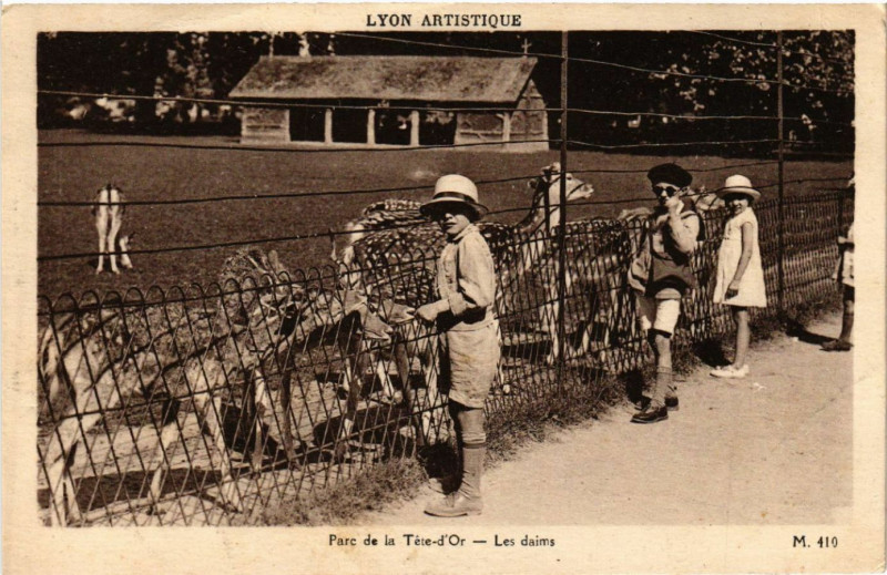 Carte postale ancienne Lyon-Parc de la Tete d'Or Les daims à Lyon