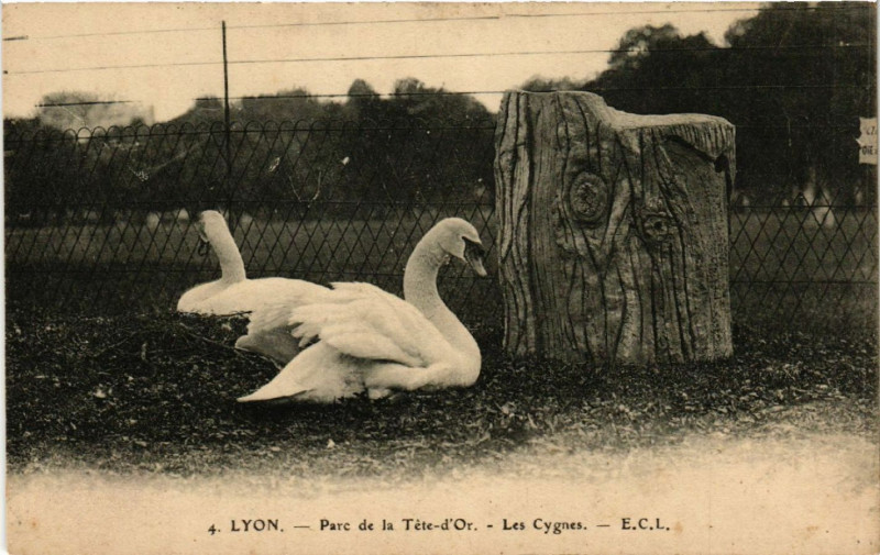 Carte postale ancienne Lyon-Parc de la Tete d'Or Les Cygnes à Lyon