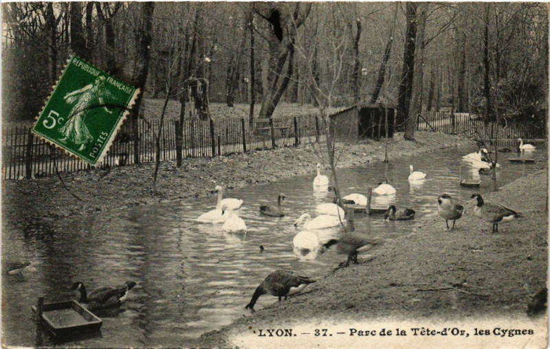 Carte postale ancienne Lyon-Parc de la Tete d'Or les Cygnes à Lyon