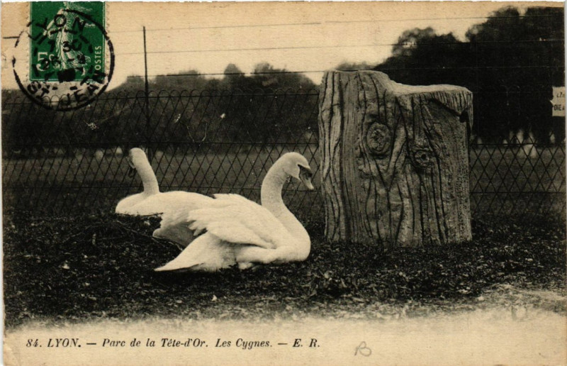 Carte postale ancienne Lyon-Parc de la Tete d'Or Les Cygnes à Lyon