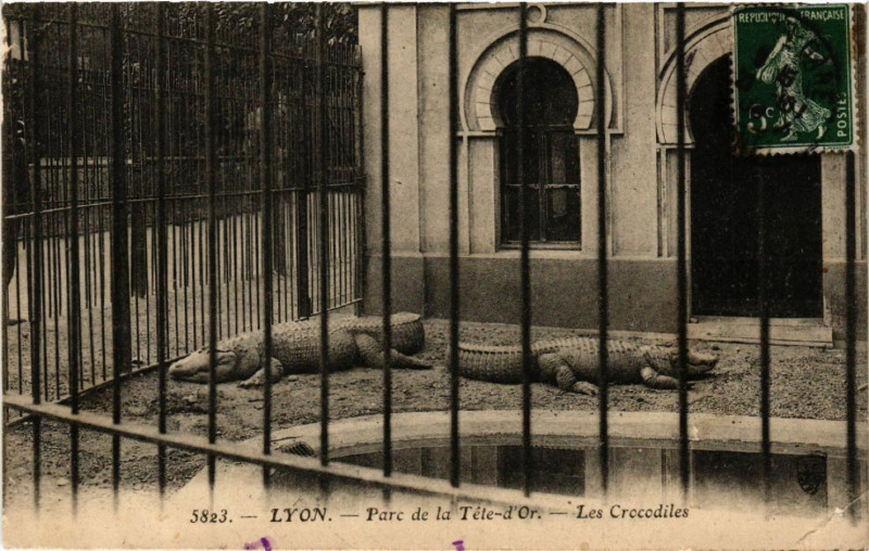 Carte postale ancienne Lyon-Parc de la Tete d'Or Les Crocodiles à Lyon