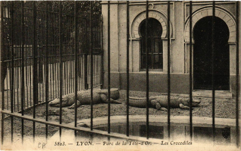 Carte postale ancienne Lyon-Parc de la Tete d'Or Les Crocodiles à Lyon