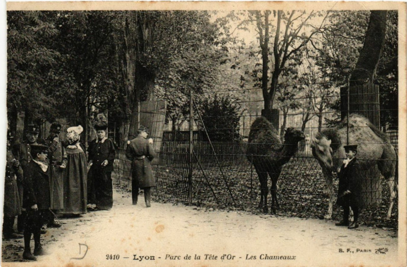 Carte postale ancienne Lyon-Parc de la Tete d'Or Les Chameaux à Lyon