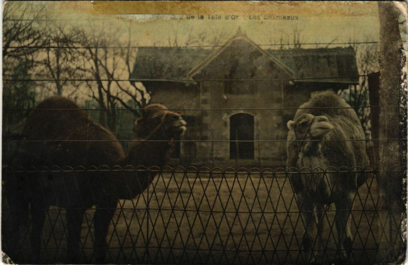 Carte postale ancienne Lyon-Parc de la Tete d'Or Les Chameaux à Lyon