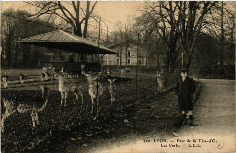 Carte postale ancienne Lyon-Parc de la Tete d'Or Les Cerfs à Lyon